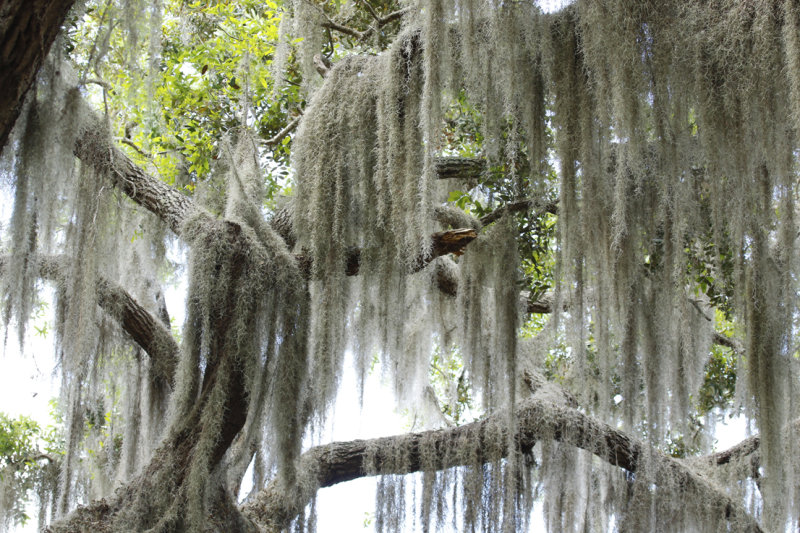 Spanish Moss (Tillandsia usneoides) Florida - Seminole - Lake Jesup Wilderness Area