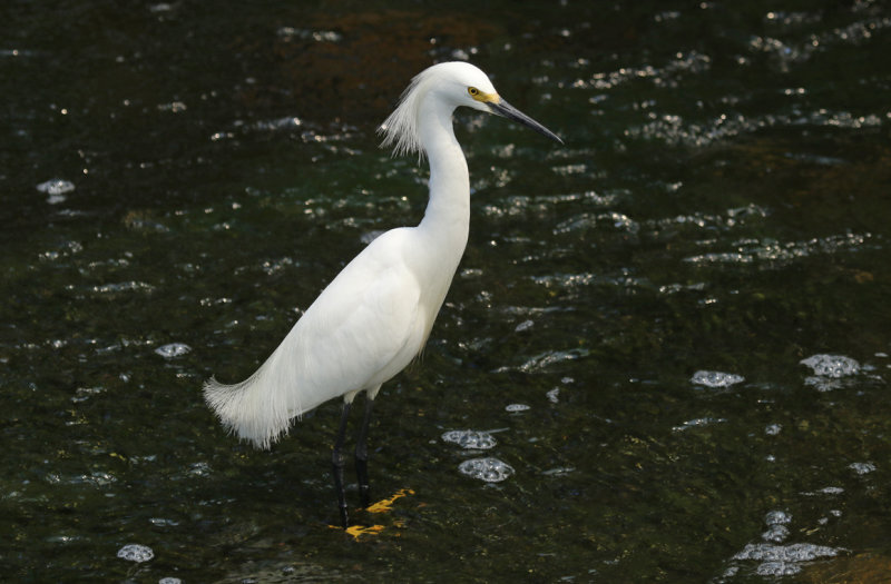 Snowy Egret (Egretta thula) Florida - Orange - Orlando Wetlands Park