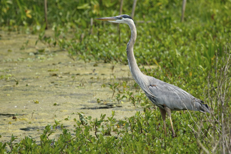 Great Blue Heron (Ardea herodias) Florida - Orange - Orlando Wetlands Park