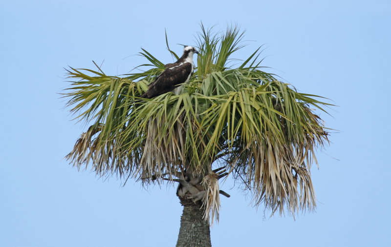 American Osprey (Pandion haliaetus carolinensis) Florida - Orange - Orlando Wetlands Park