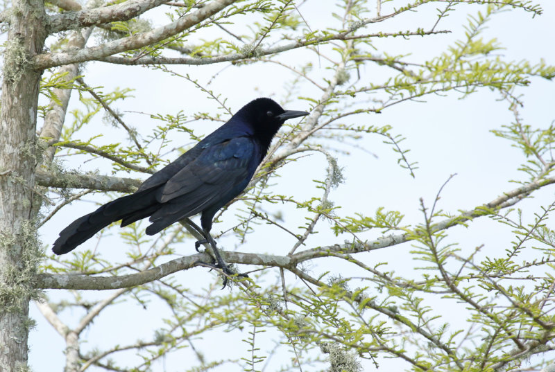 Boat-tailed Grackle (Quiscalus major westoni) Florida - Orange - Orlando Wetlands Park