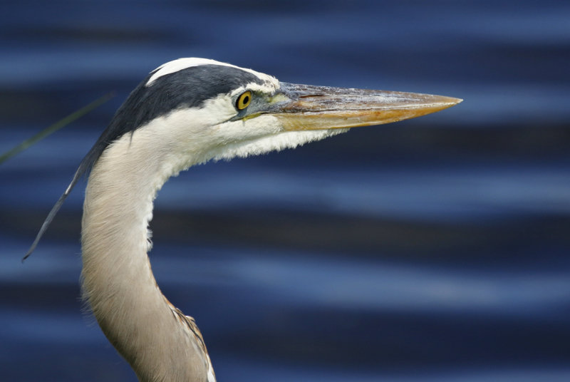 Great Blue Heron (Ardea herodias) Florida - Orange - Orlando Wetlands Park