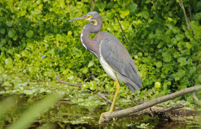 Tricolored Heron (Egretta tricolor ruficollis) Florida - Orange - Orlando Wetlands Park