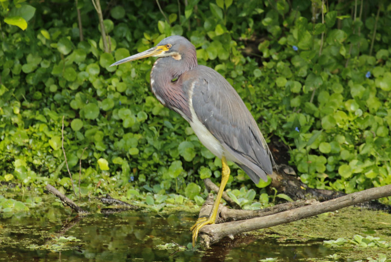 Tricolored Heron (Egretta tricolor ruficollis) Florida - Orange - Orlando Wetlands Park