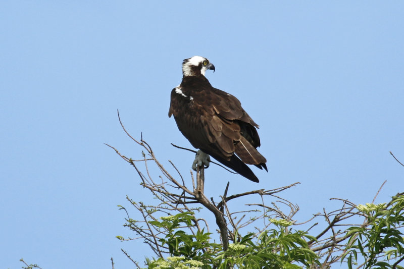 American Osprey (Pandion haliaetus carolinensis) Florida - Orange - Orlando Wetlands Park