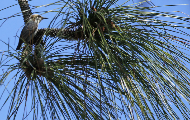 Brown-headed Nuthatch (Sitta pusilla) Florida - Orange - Hall Scott Regional Preserve