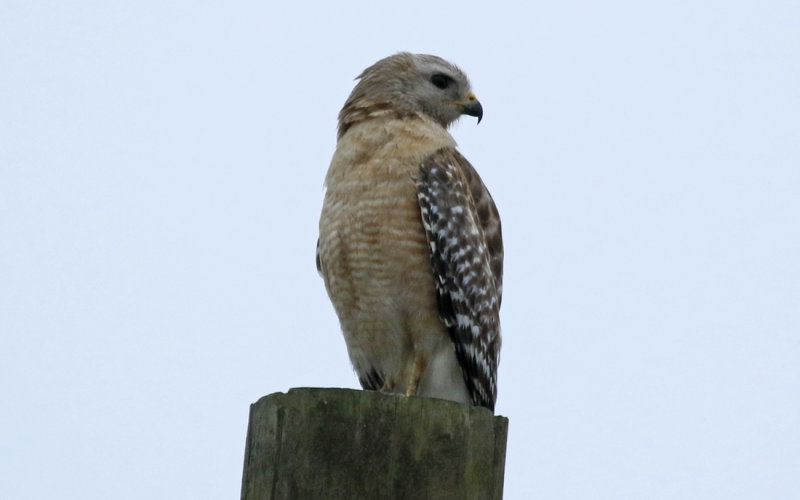 Red-shouldered Hawk ssp extimus (Buteo lineatus extimus) US Florida - Seminole - Lake Jesup Conservation Area