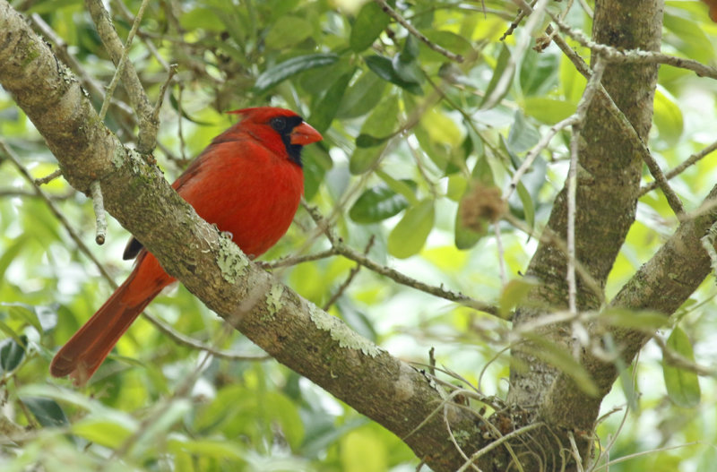 Northern Cardinal (Cardinalis cardinalis floridanus) US Florida - Seminole - Lake Jesup Conservation Area
