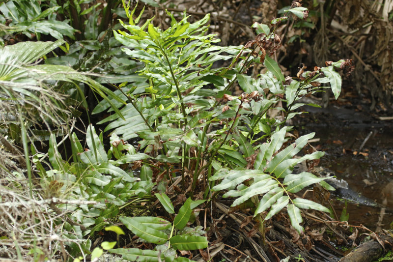Inland leatherfern (Acrostichum danaeifolium) Florida - Seminole - Lake Jesup Conservation Area