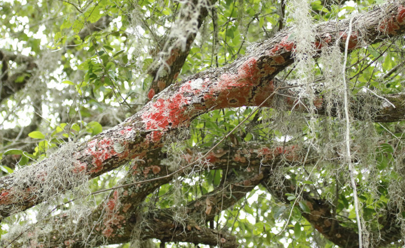 Christmas wreath lichen (Cryptothecia rubrocincta) Florida - Seminole - Lake Jesup Wilderness Area