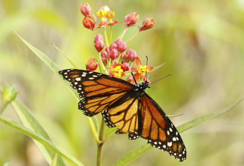 American Monarch (Danaus plexippus) Florida - Frog Pond Wildlife Management Area “Lucky Hammock”