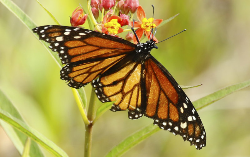 American Monarch (Danaus plexippus) Florida - Frog Pond Wildlife Management Area “Lucky Hammock”