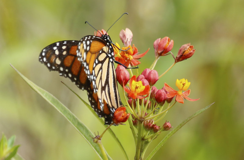 American Monarch (Danaus plexippus) Florida - Frog Pond Wildlife Management Area “Lucky Hammock”