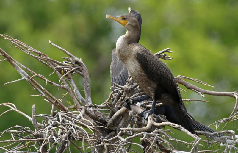 Double-crested Cormorant (Phalacrocorax auritus floridanus) US Florida - Palm Beach - Wakodahatchee Wetlands Reserve