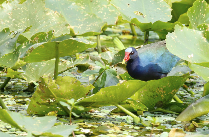 Purple Gallinule (Porphyrio martinica) Florida - Palm Beach - Wakodahatchee Wetlands Reserve