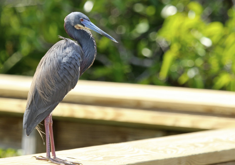 Tricolored Heron (Egretta tricolor) Florida - Palm Beach - Wakodahatchee Wetlands Reserve