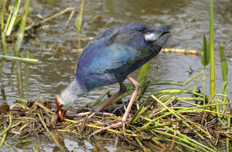 Grey-headed Swamphen (Porphyrio poliocephalus) US Florida - Palm Beach - Wakodahatchee Wetlands Reserve
