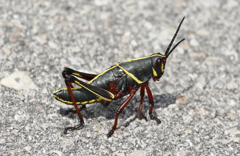 Eastern lubber grasshopper (Romalea guttata) Florida - Everglades NP