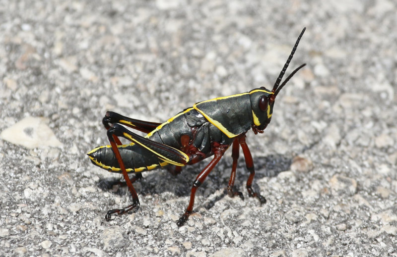 Orthoptera: Grasshoppers, crickets and bushcrickets
