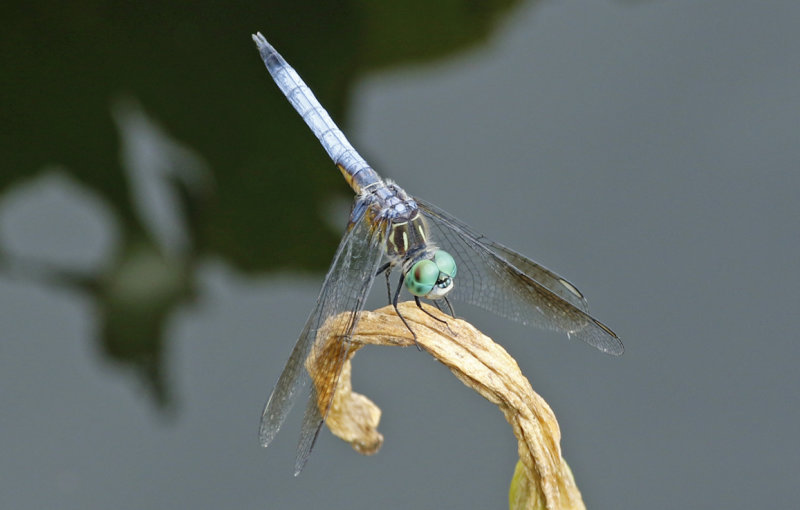 Blue Dasher (Pachydiplax longipennis) (male imago) Florida - Everglades NP - Royal Palm