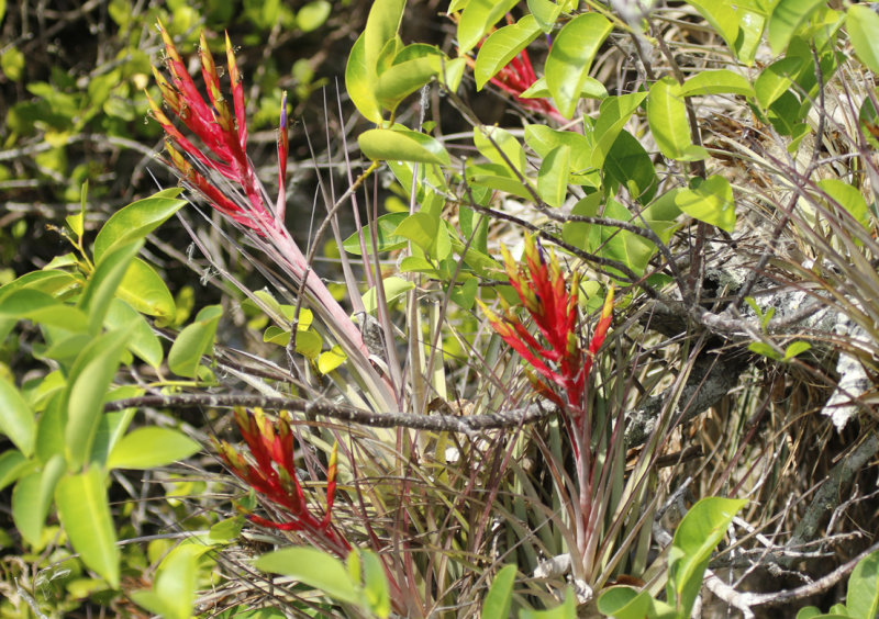 Cardinal airplant (Tillandsia fasciculata) Florida - Everglades NP - Royal Palm