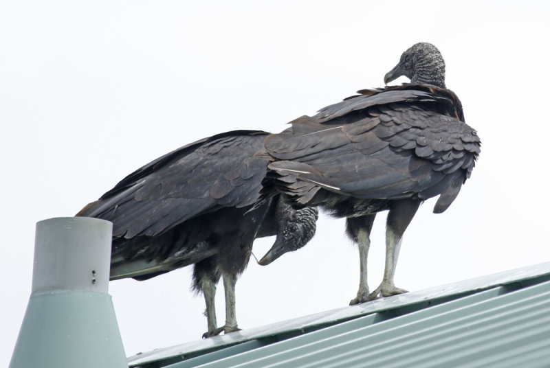 Black Vulture (Coragyps atratus) Florida - Everglades NP - Royal Palm