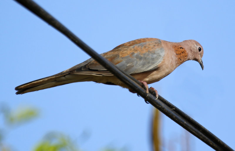 Laughing Dove (Spilopelia senegalensis) Gambia - Kotu Bridge