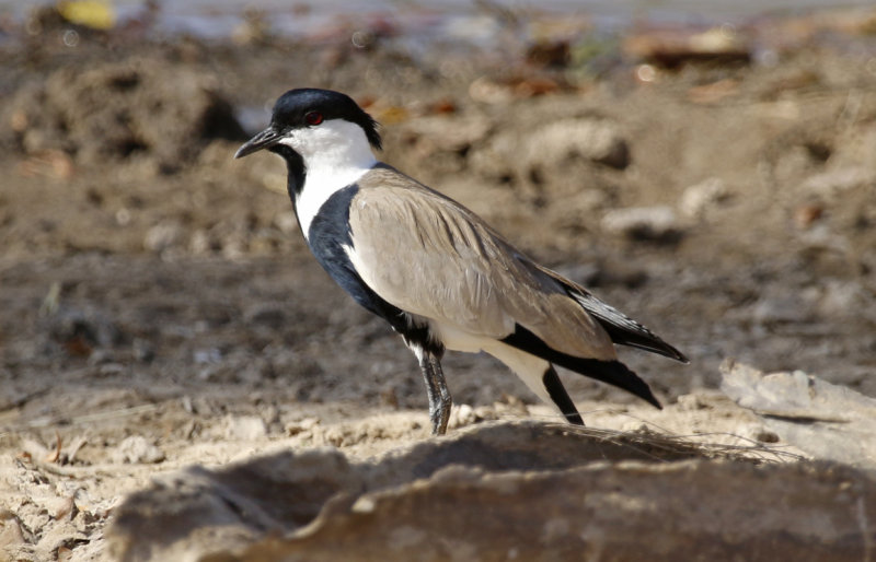 Spur-winged Lapwing (Vanellus spinosus) Gambia -  Central River Division CRD