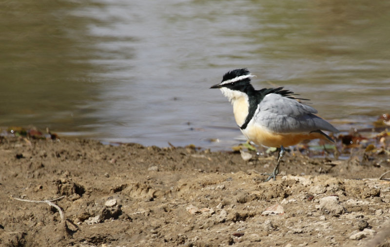 Egyptian Plover (Pluvianus aegyptius) Gambia - Central River Division CRD