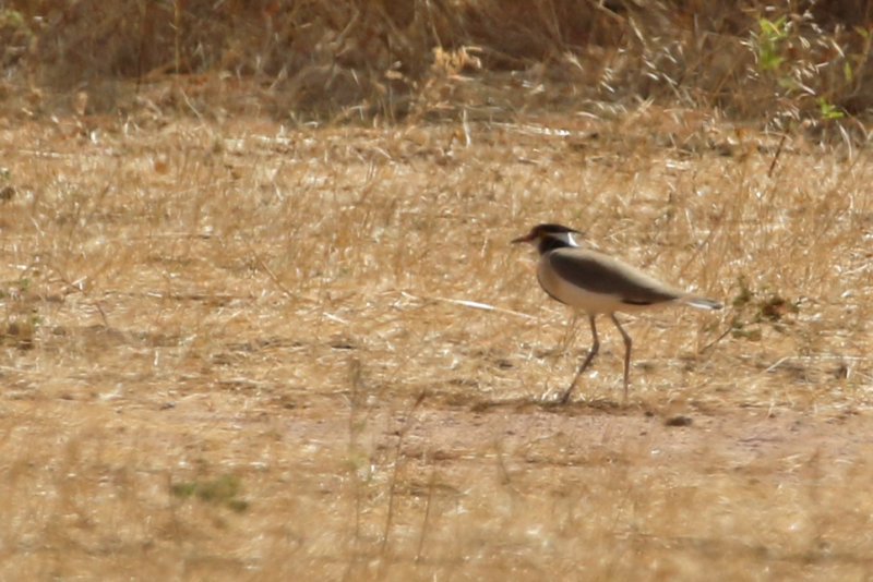 Black-headed Lapwing (Vanellus tectus) Gambia - Tendaba