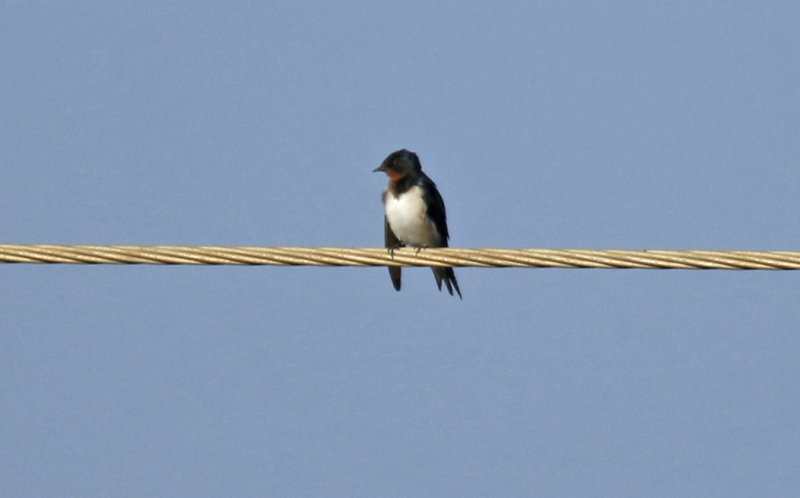 Red-chested Swallow (Hirundo lucida lucida) Gambia - Kotu Bridge