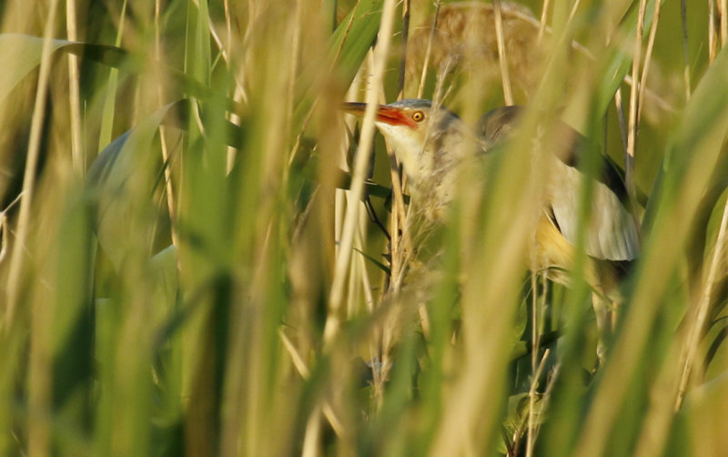 Little Bittern (Ixobrychus minutus) *male* Zuid Holland