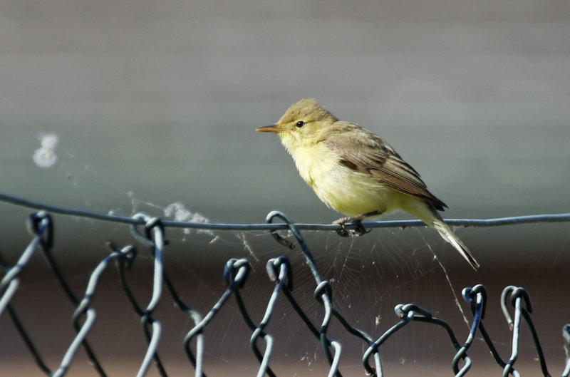 Melodious Warbler (Hippolais polyglotta) BRD - Hessen - Rüdesheim and Rhein