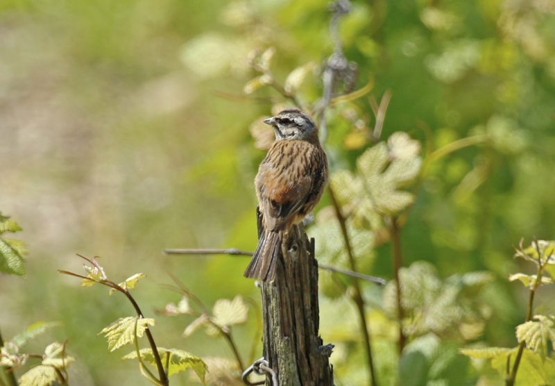 Rock Bunting (Emberiza cia) BRD - Hessen - Rüdesheim and Rhein