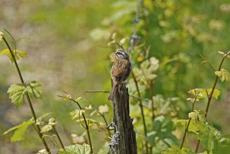 Rock Bunting (Emberiza cia) BRD - Hessen - Rüdesheim and Rhein
