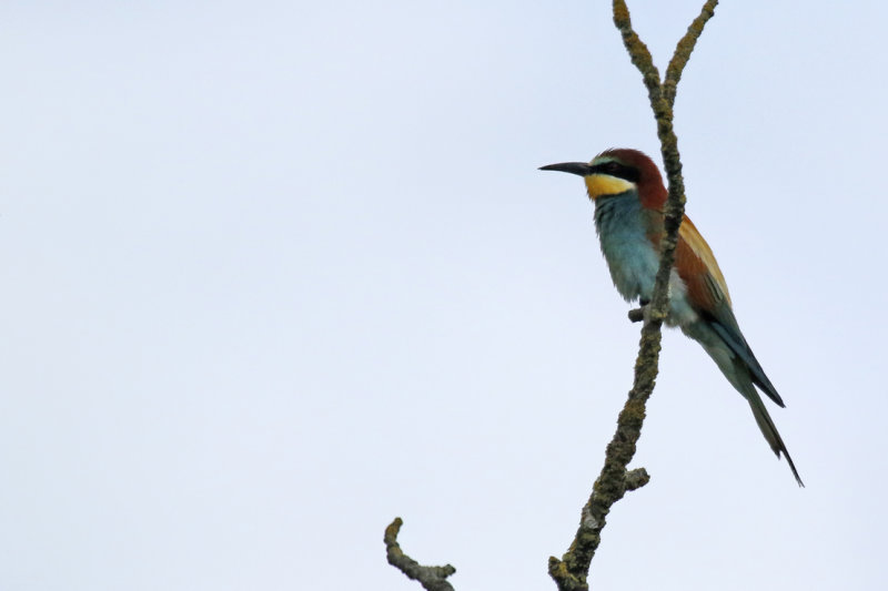 European Bee-eater (Merops apiaster) BRD - Rheinland-Pfalz - Ingelheim am Rhein