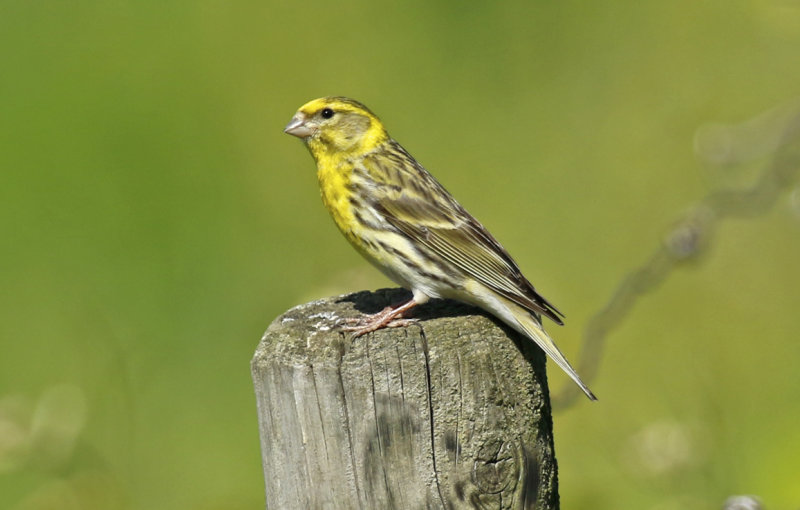 European Serin (Serinus serinus) BRD - Hessen - Rüdesheim and Rhein