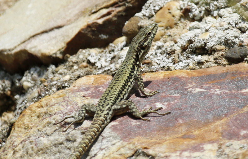 Common Wall Lizard (Podarcis muralis) BRD - Hessen - Rüdesheim and Rhein