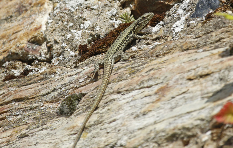 Common Wall Lizard (Podarcis muralis) BRD - Hessen - Rüdesheim and Rhein