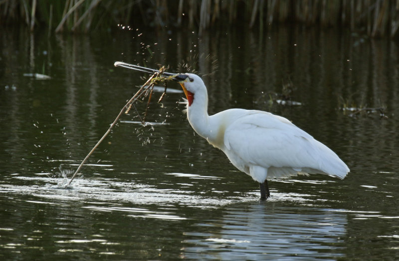 Eurasian Spoonbill (Platalea leucorodia) Zevenhuizerplas - Populierenbosje