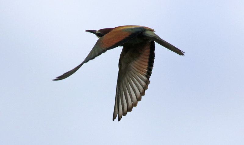 European Bee-eater (Merops apiaster) BRD - Mainz-Bingen - Ingelheim am Rhein