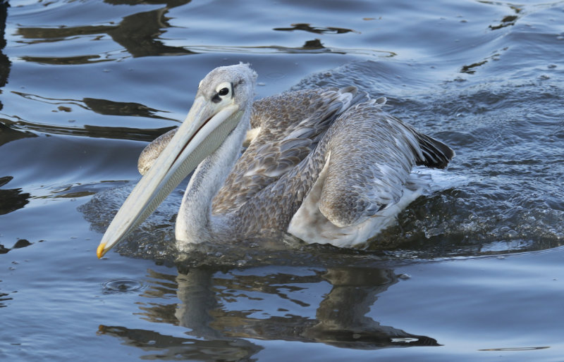 Pink-backed Pelican (Pelecanus rufescens) Gambia - Kotu Bridge