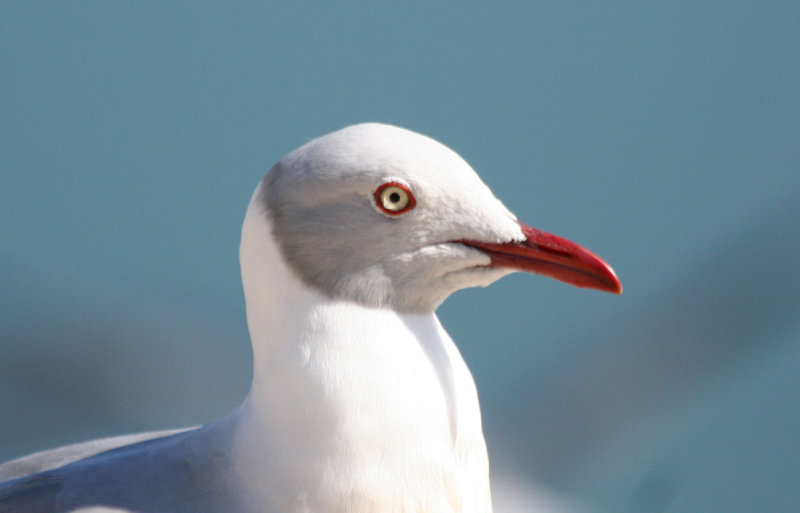 Grey-headed Gull (Chroicocephalus cirrocephalus poiocephalus) Paarl Bird Reserve, Western Cape