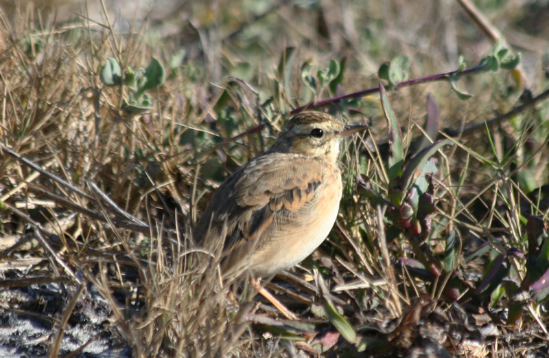 African Pipit (Anthus cinnamomeus) South Africa - Cape Town - Strandfontein Sewage Works
