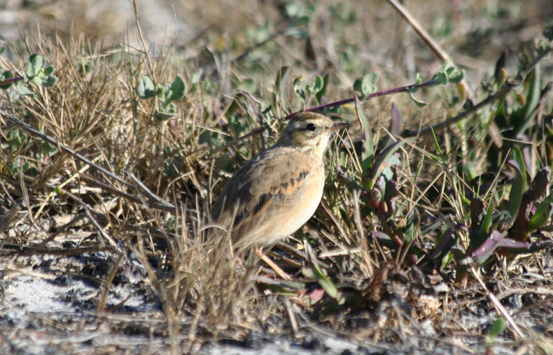 African Pipit (Anthus cinnamomeus) South Africa - Cape Town - Strandfontein Sewage Works