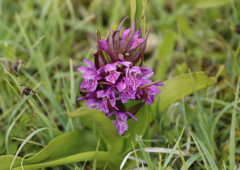 Early Marsh-Orchid (Dactylorhiza incarnata) Oostvoornse Meer