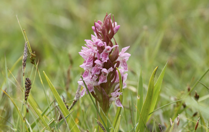 Early Marsh-Orchid (Dactylorhiza incarnata) Oostvoornse Meer