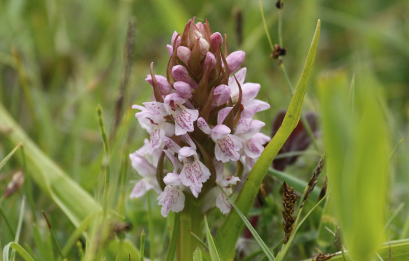 Early Marsh-Orchid (Dactylorhiza incarnata) Oostvoornse Meer