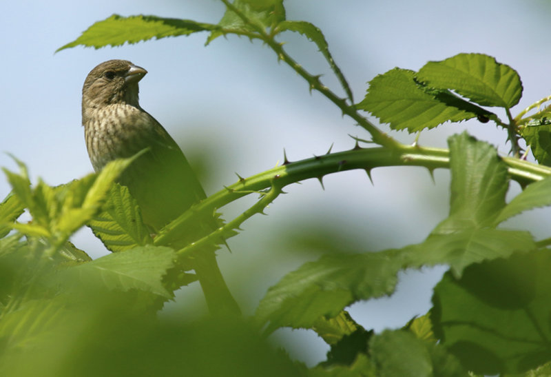 Common Rosefinch (Carpodacus erythrinus) BRD - Berlin Büch