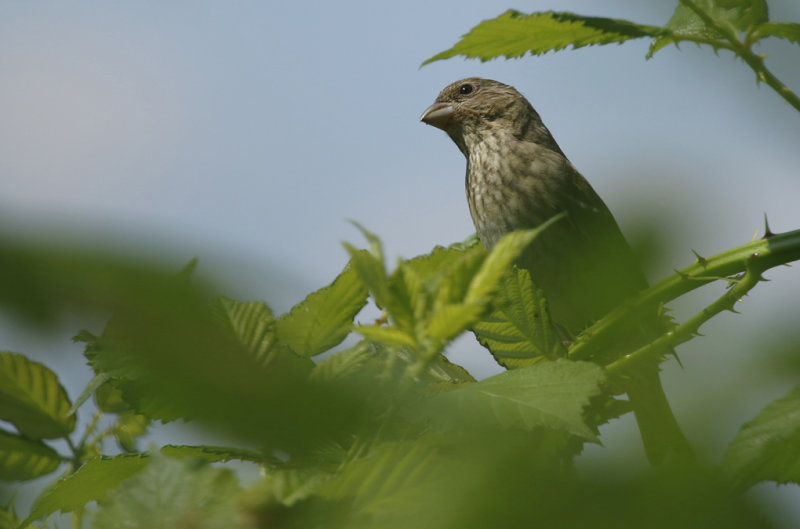 Common Rosefinch (Carpodacus erythrinus) BRD - Berlin Büch